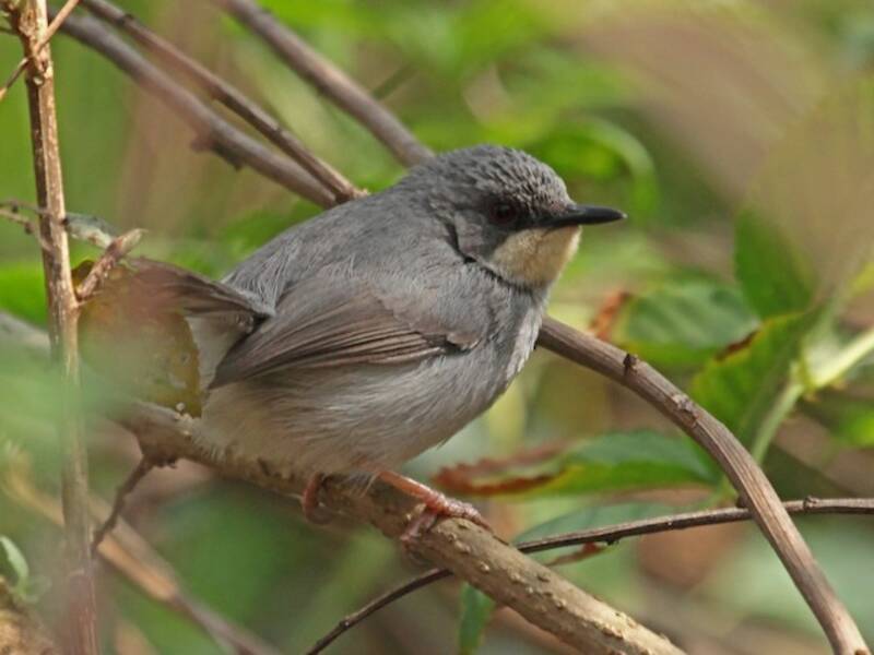 White-chinned Prinia, 照片 3