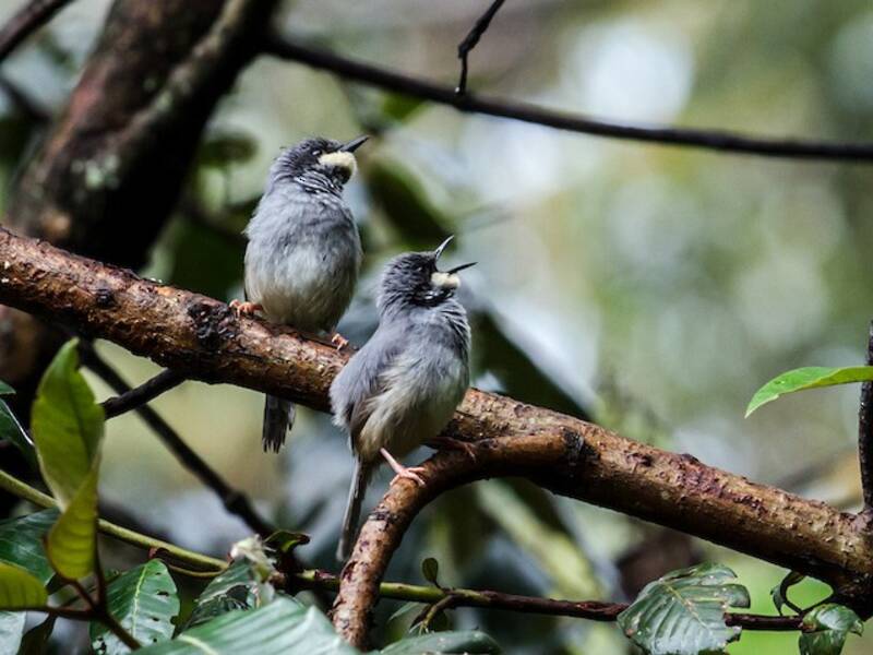 Prinia à menton blanc