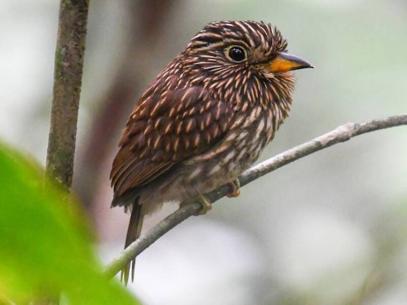 Weißbrust-Faulvogel