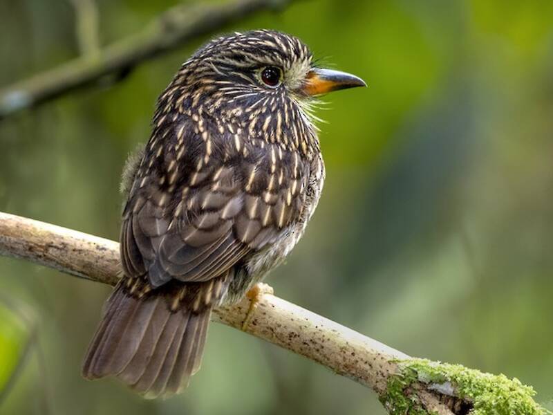 Weißbrust-Faulvogel, Fotos 2