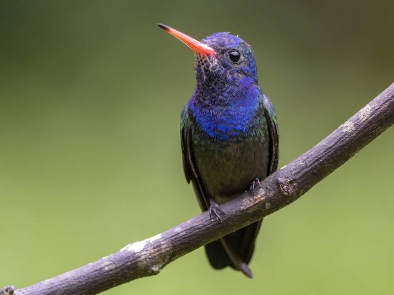 White-chinned Sapphire, Photos 2