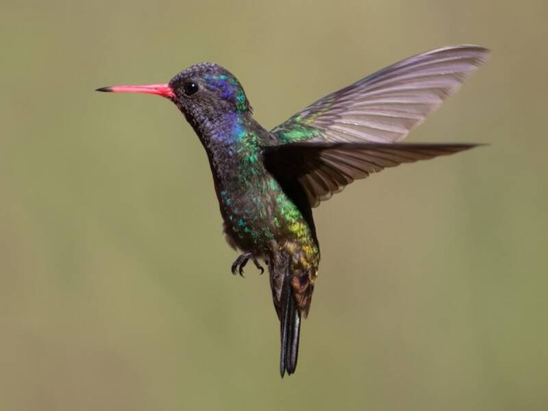 White-chinned Sapphire, Photos 4