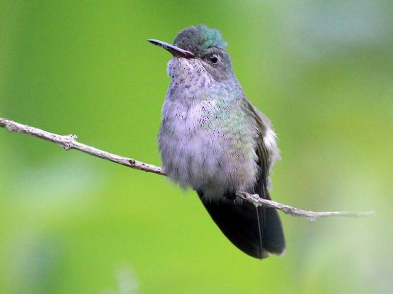 White-chinned Sapphire, Photos 3