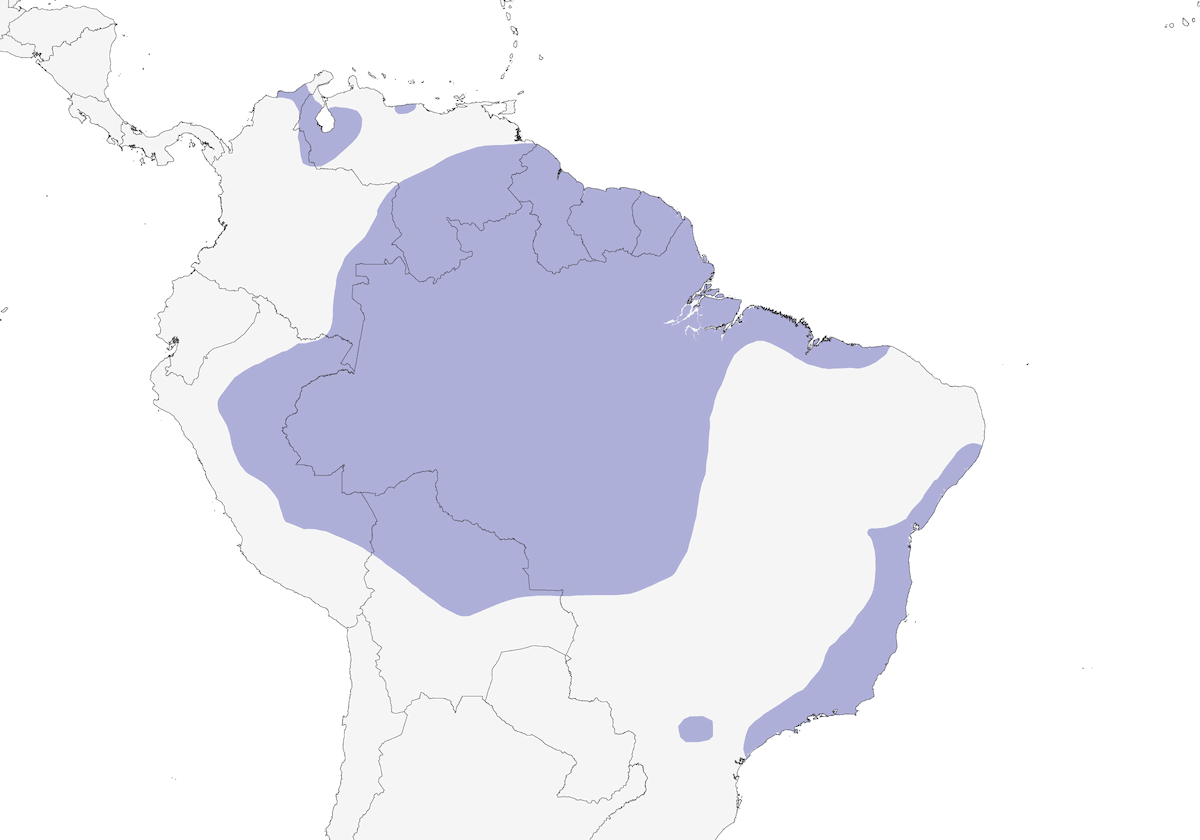 White-chinned Sapphire, Distribution 1