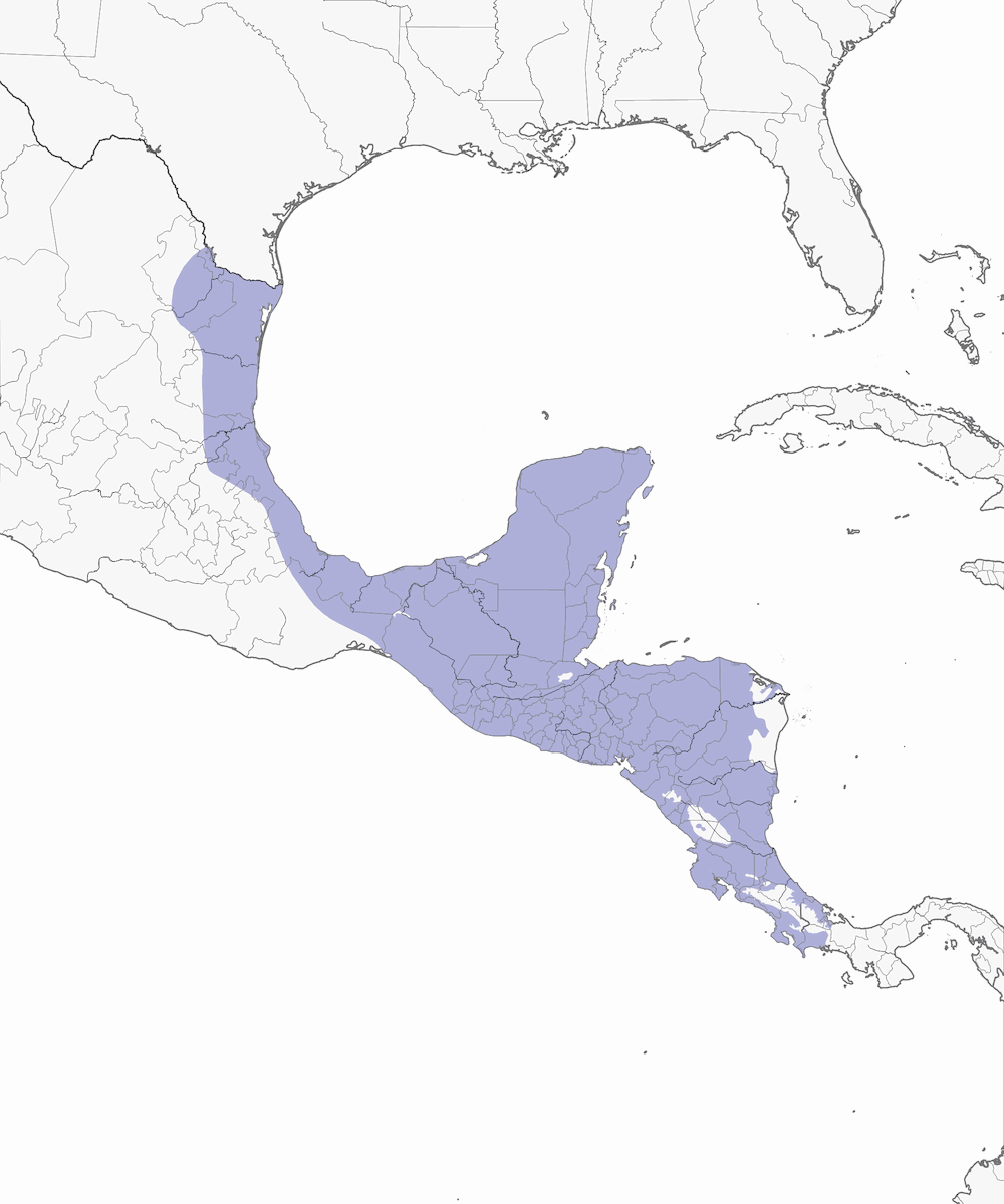Sporophile de Morelet, Distribution 1