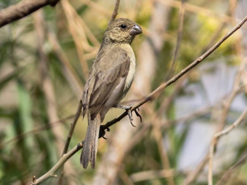 Cinnamon-rumped Seedeater