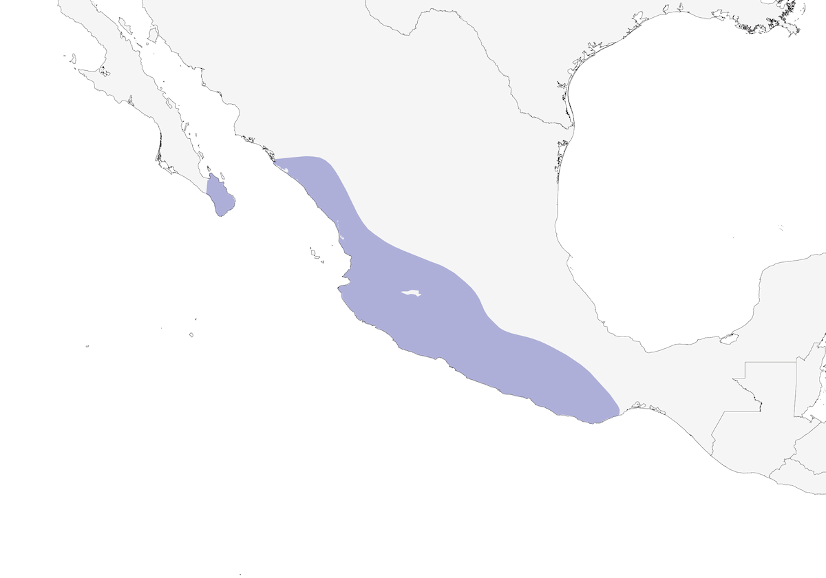 Espiguero rabadilla canela, Distribución 1