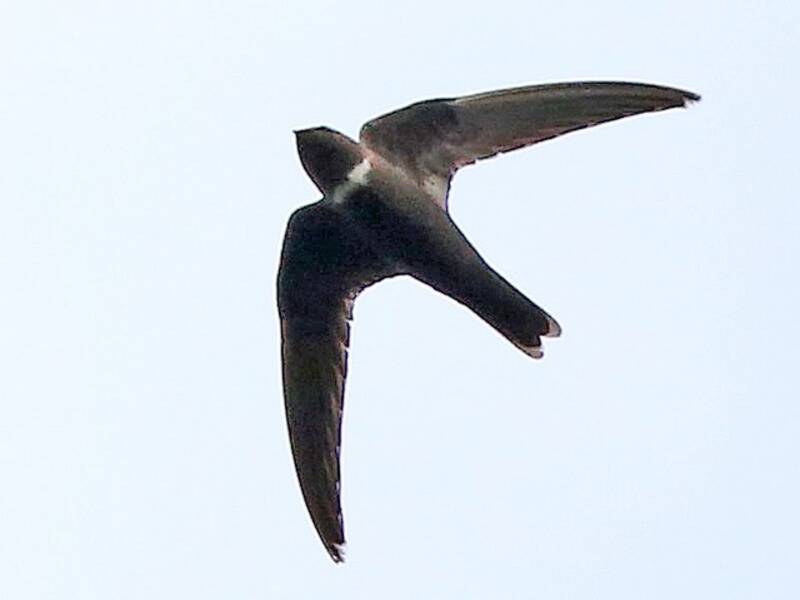 White-chested Swift, 照片 2