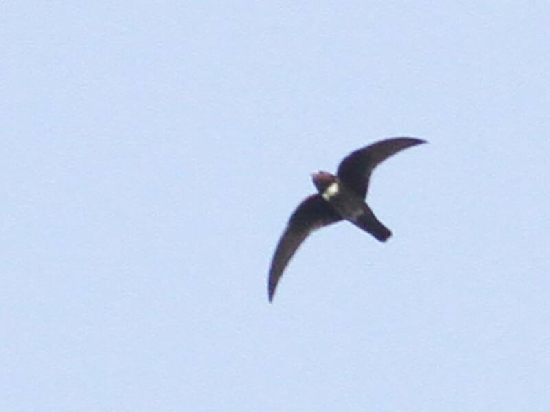 White-chested Swift, 照片 3
