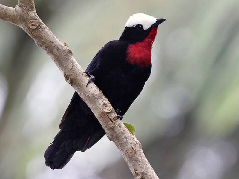 White-capped Tanager, 照片 2