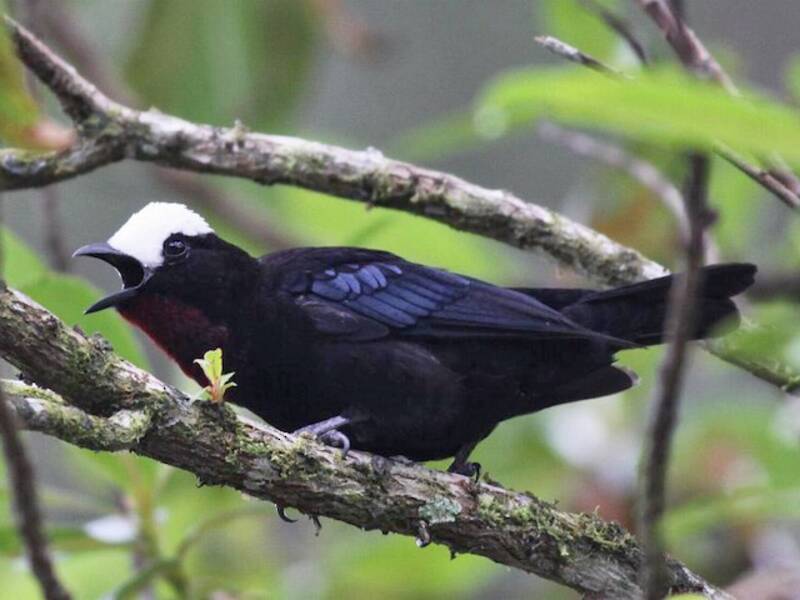 White-capped Tanager, 照片 3