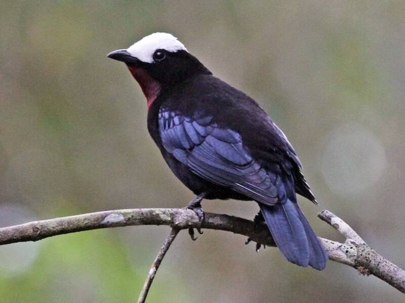 White-capped Tanager, 照片 4