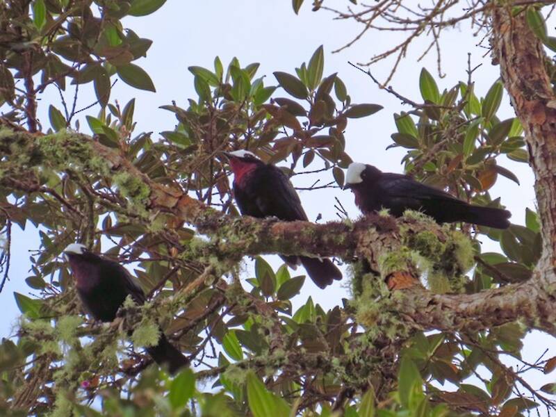 White-capped Tanager