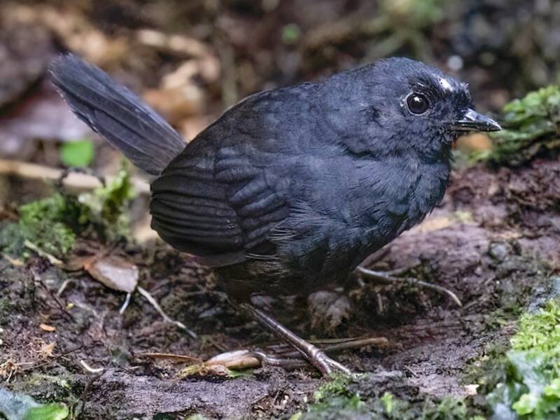 Weißscheiteltapaculo, Fotos 3