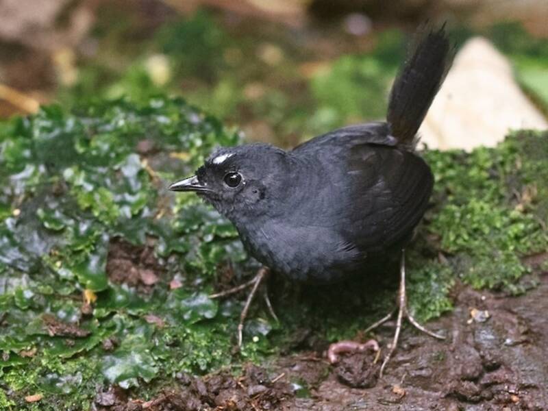 Tapaculo à couronne blanche