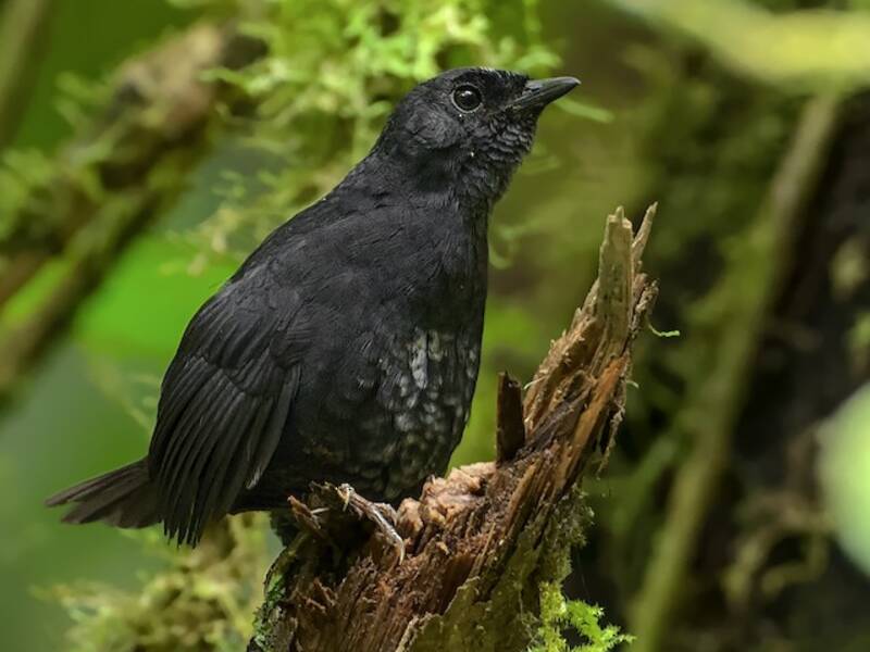 Weißscheiteltapaculo, Fotos 2
