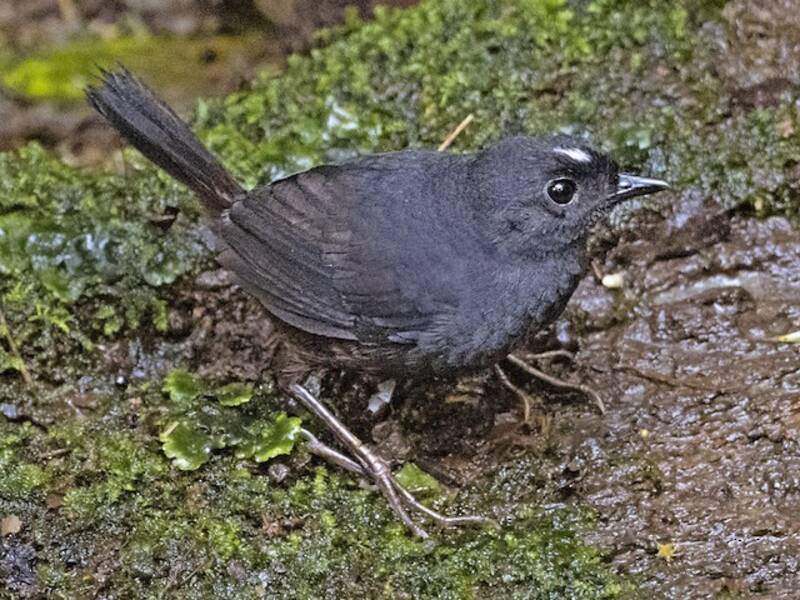 Weißscheiteltapaculo, Fotos 4