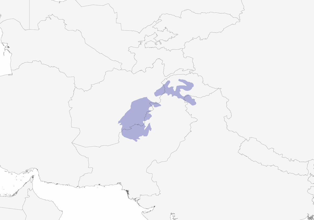 Cincia guancebianche, Distribuzione 1