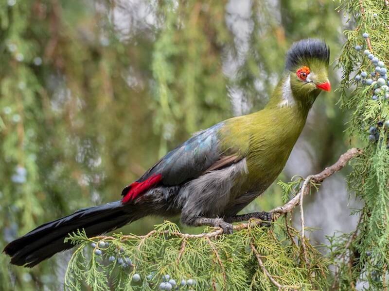 Turaco dalle guance bianche, Foto 2