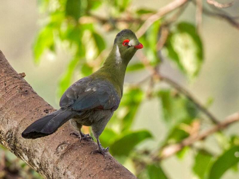 Turaco dalle guance bianche, Foto 4