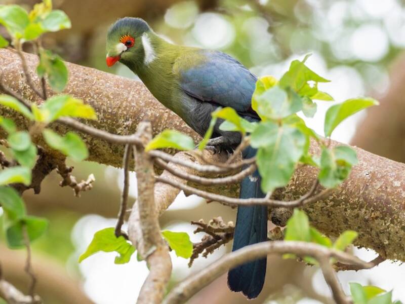 Turaco dalle guance bianche, Foto 3