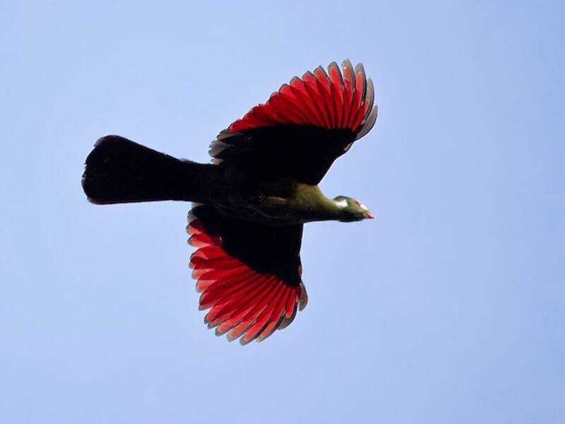 Turaco dalle guance bianche