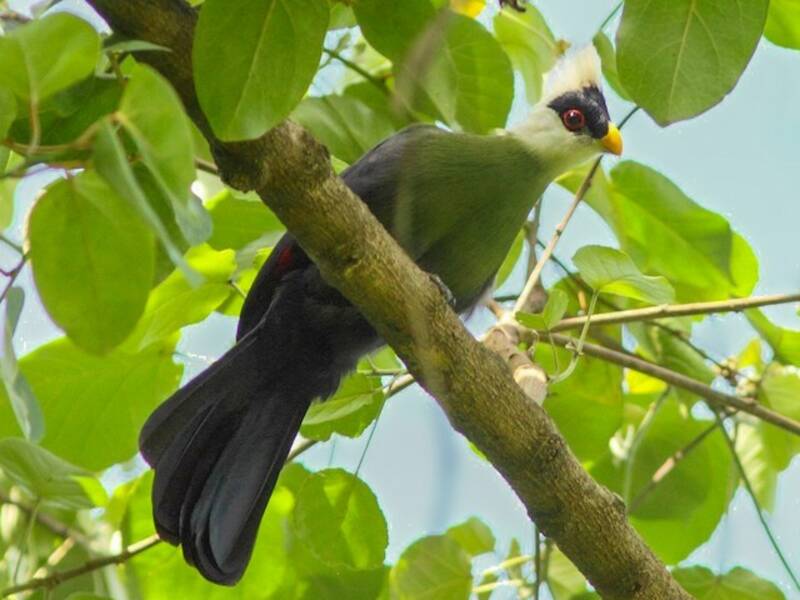 Turaco crestiblanco, Fotos 4