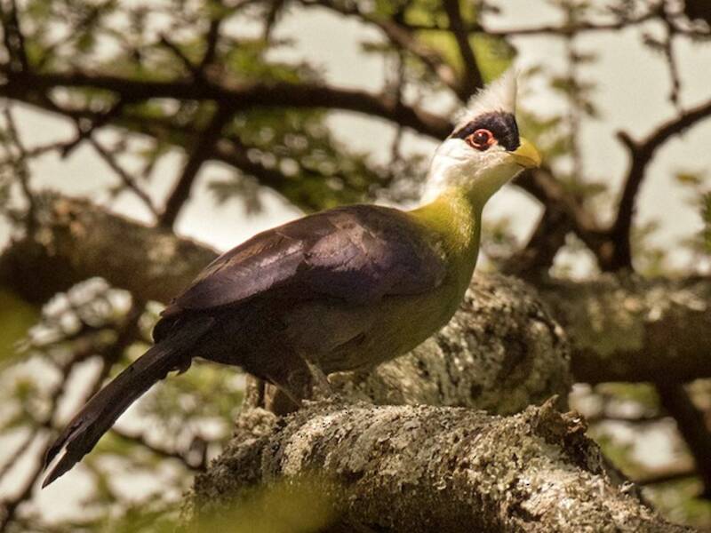 Turaco crestiblanco, Fotos 3