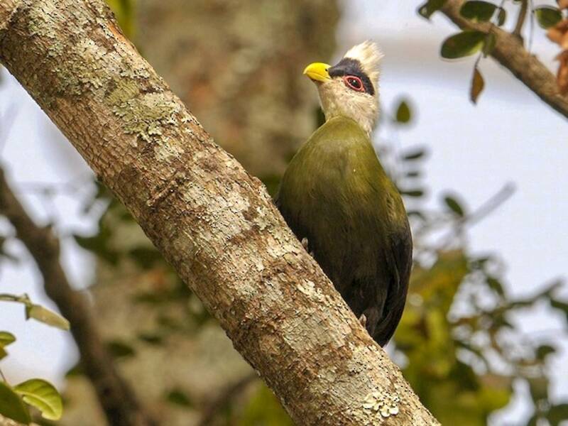 Turaco crestiblanco, Fotos 2