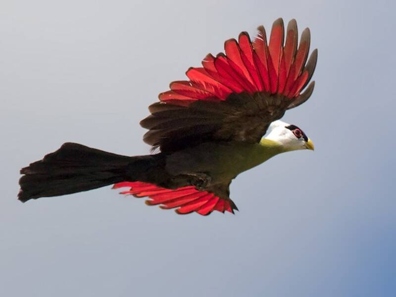 White-crested Turaco
