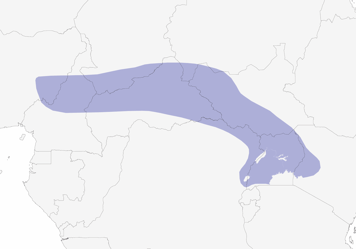 Turaco crestiblanco, Distribución 1