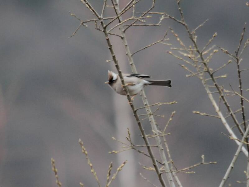 White-collared Yuhina