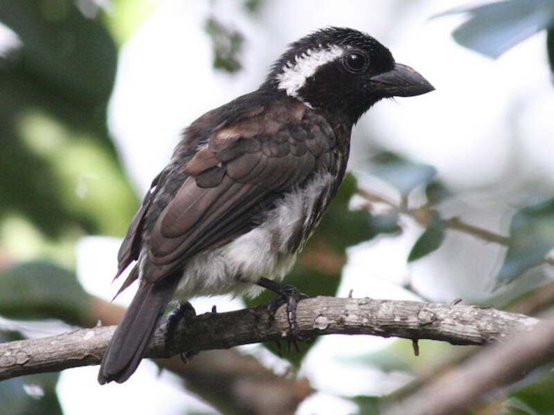 White-eared Barbet, Photos 3