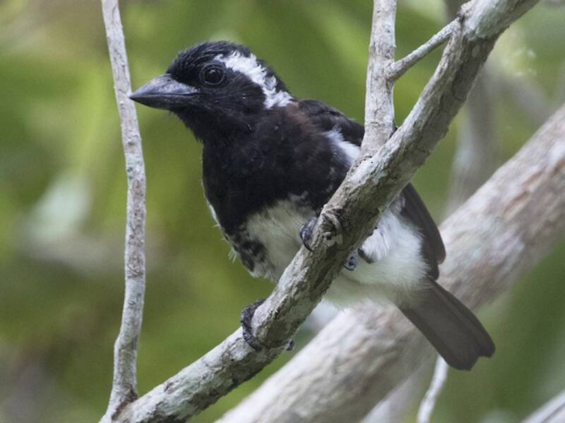 White-eared Barbet