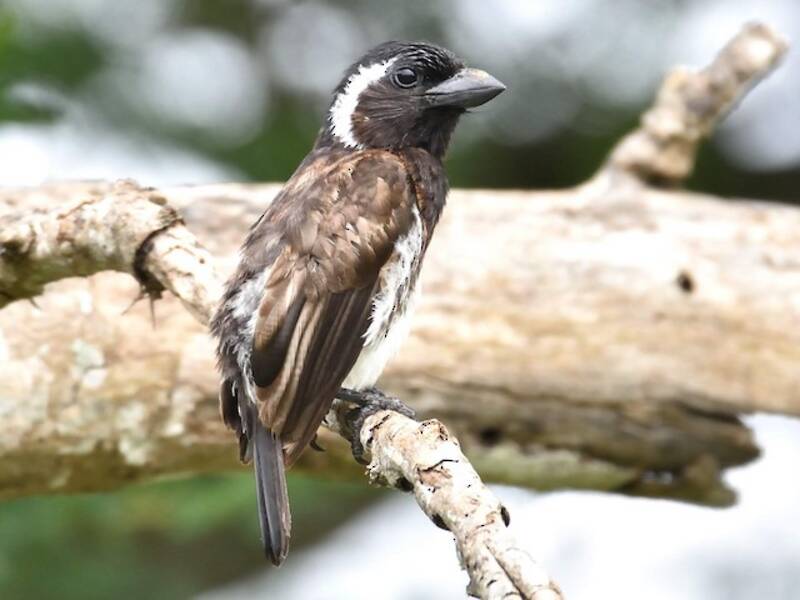 White-eared Barbet, Photos 2