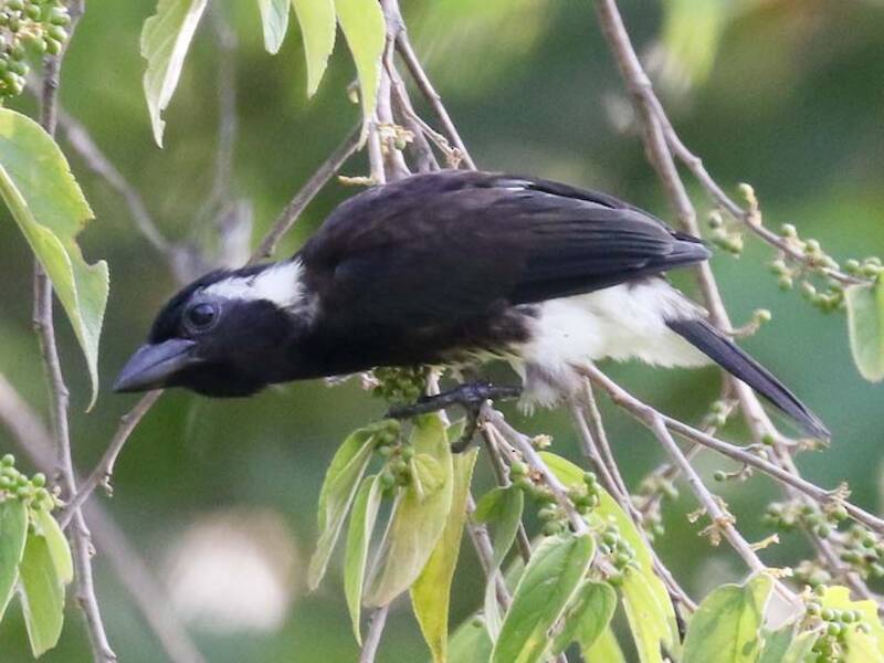 White-eared Barbet, Photos 4