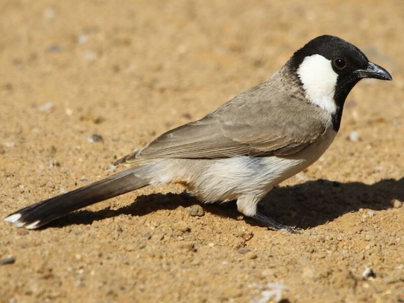 Bulbul à oreillons blancs, Photos 3