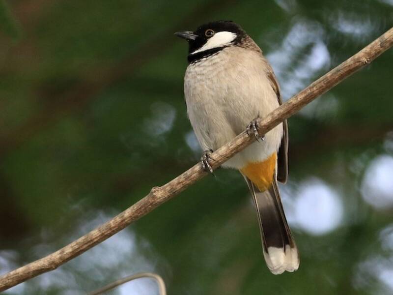 Bulbul à oreillons blancs