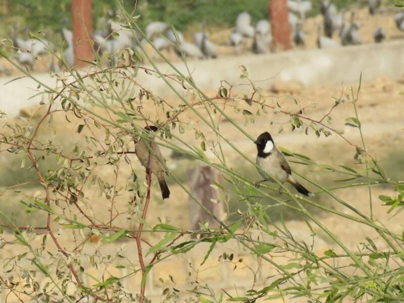 Bulbul à oreillons blancs, Photos 2