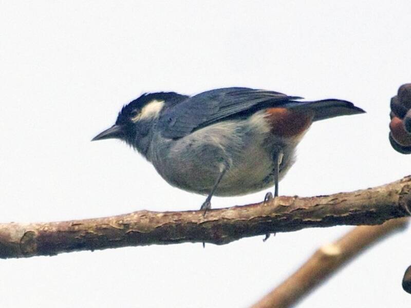 White-eared Conebill, 照片 2