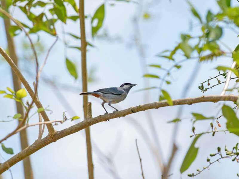 White-eared Conebill, 照片 3