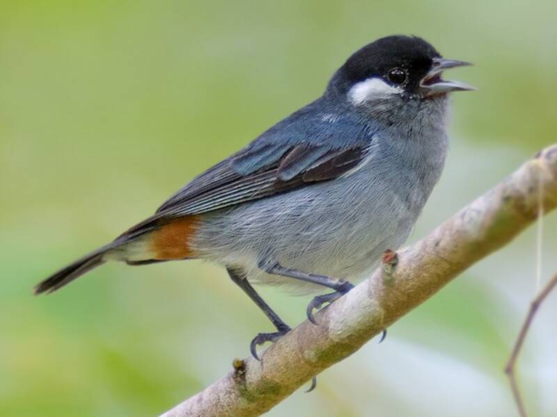 White-eared Conebill, 照片 4