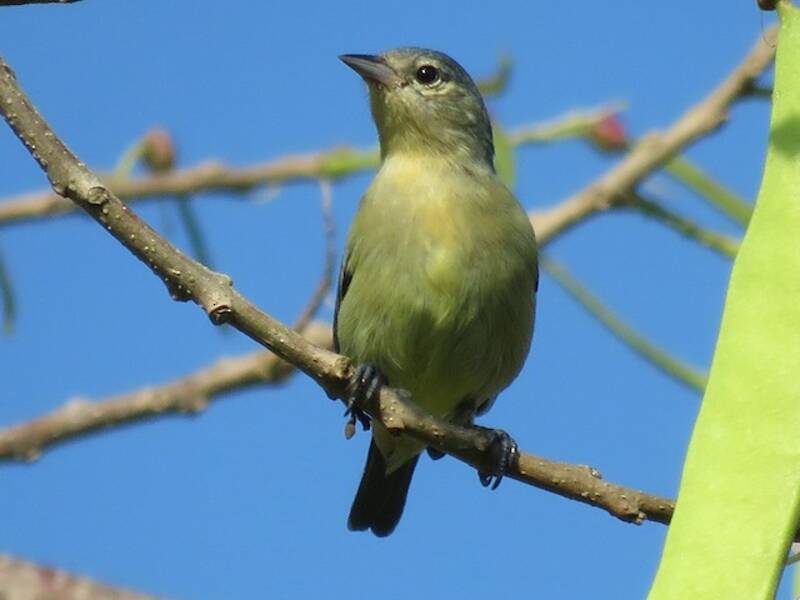 White-eared Conebill