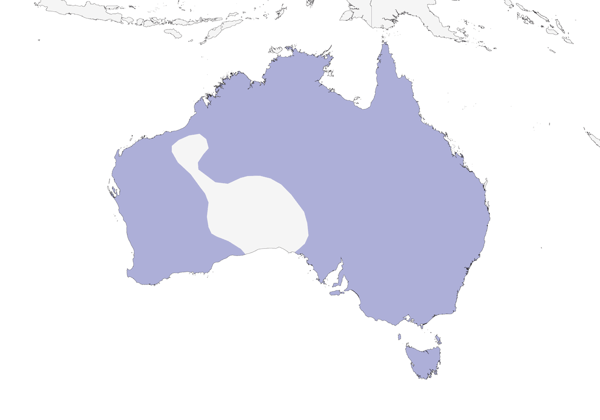 Australische Moorente, Verbreitung 1