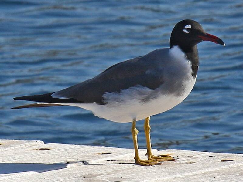 White-eyed Gull, Photos 3