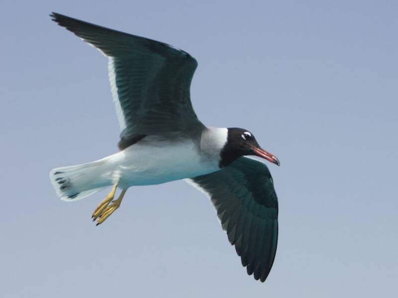 White-eyed Gull, Photos 4