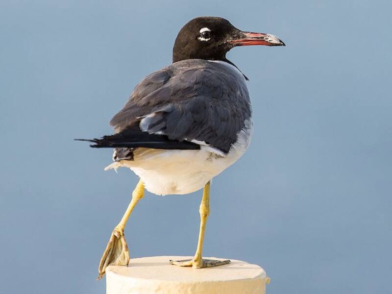 White-eyed Gull, Photos 2