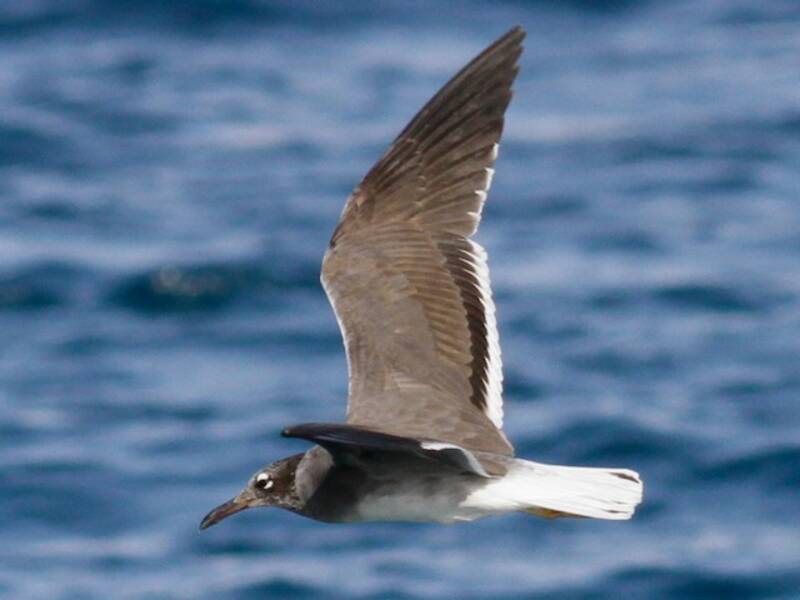 White-eyed Gull