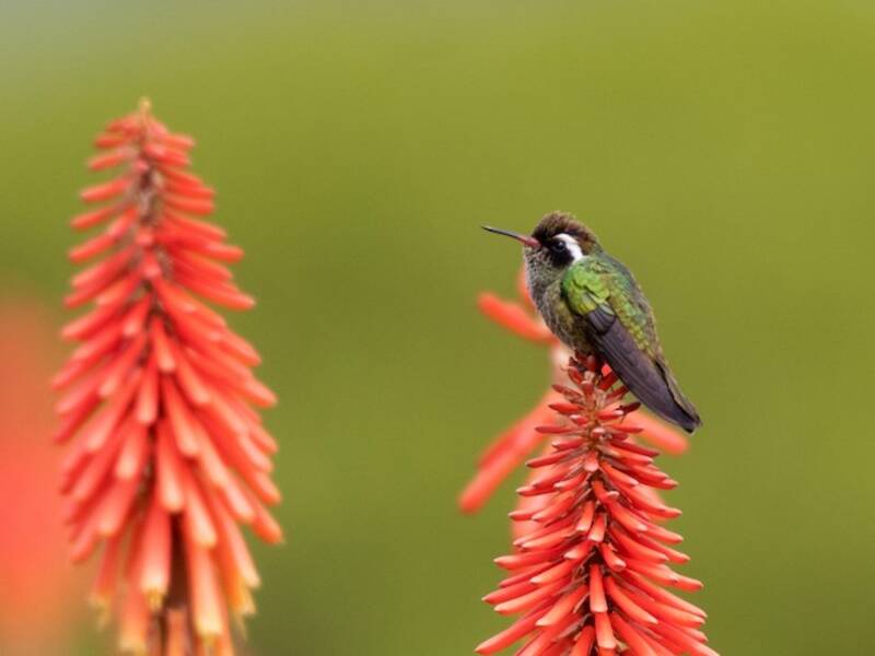 Colibri à oreilles blanches, Photos 3