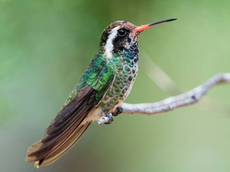 White-eared Hummingbird